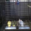 3 parakeets and cage