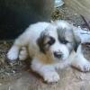Full blooded Great Pyrenees male pups $400