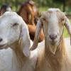 2 free goats