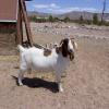 Two Year Old Male Boer Goat $200