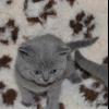 Delightful high British Shorthair Kittens offer Free Stuff