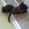 8 wk boy kittens offer Holidays