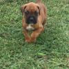 BOXER PUPS offer Items For Sale