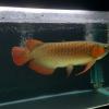 Arowana For Sale In USA & Canada