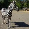 We have a few zebras currently for sale