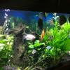 150 gallon aquarium with full stand/hood, all accessories and fish included offer Home and Furnitures
