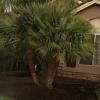 Mediterranean and sago palm trees  offer Lawn and Garden