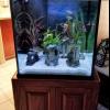 60 gallon fresh/salt water tank and stand asking  offer Home and Furnitures