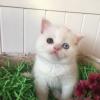 Unique Eye Scottish Fold for sale offer Items Wanted