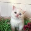 Unique Eye Scottish Fold for sale