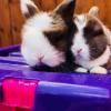 Absolutely stunning rabbit babies  offer Kid Stuff