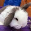 Baby Lionhead Rabbits For Sale offer Kid Stuff