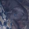 blue pitt bull puppy 6 weeks old female.  offer Items For Sale
