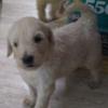 Goldendoodle pups offer Items For Sale