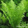 ferns 