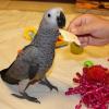 Cute African grey prrots for sale at cheap prics. offer Home and Furnitures