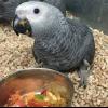 Cute African grey prrots for sale at cheap prics.