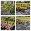 NURSERY LIQUIDATION SALE offer Lawn and Garden