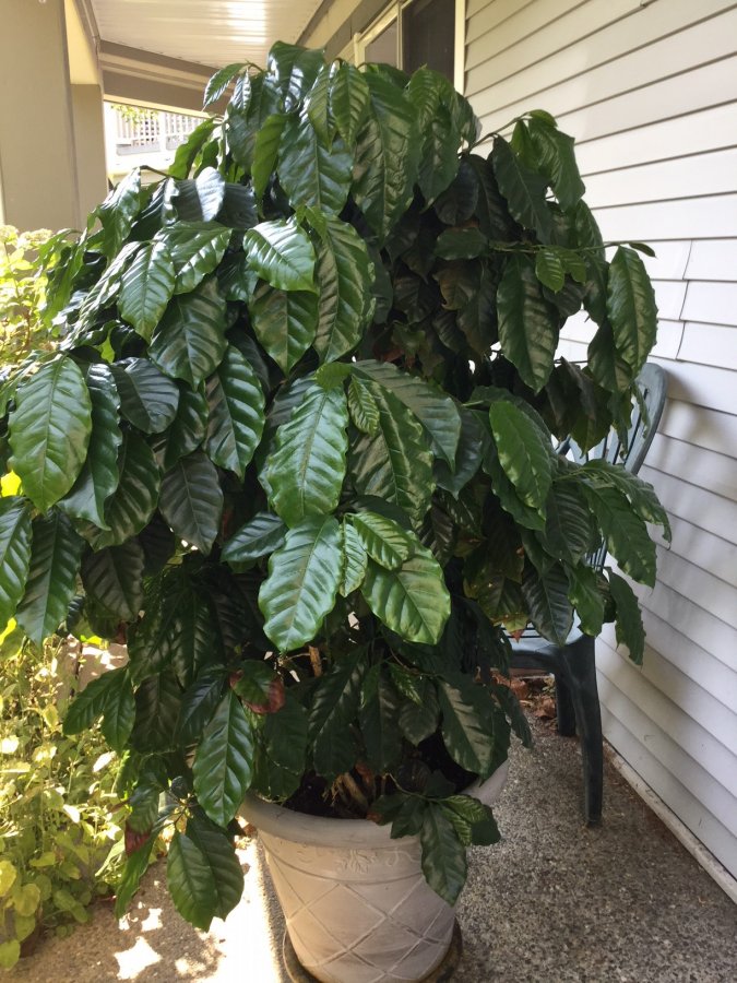 Coffee Plant/Tree British Columbia Classifieds V4B2g5