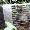 Sounds Scratching Noises in Attic Chimney  Squirrel Raccoon Bat Rat Opossum Snake Bird Removal Trap Lithonia Snellville 