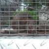 ATLANTA ANIMAL REMOVAL HUMANELY REMOVES SQUIRREL, RATS, BATS, RACCOON AND OTHER NUISANCE WILDLIFE ANIMALS ATTIC etc