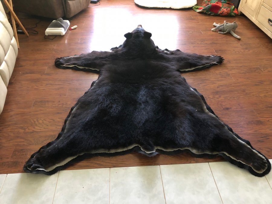 Authentic Bear Rug | Florida Classifieds 34286 Located in North Port