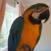 Beautiful Blue and Gold Macaws. offer Free Stuff