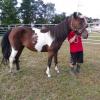 pony mare for sale  800 offer Items For Sale