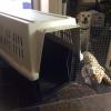 Large dog crate  offer Free Stuff
