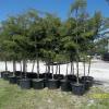 Shady Lady Black Olive Trees offer Lawn and Garden