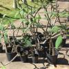 Plumeria plants