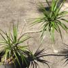 Dracena offer Lawn and Garden