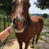 Lost Horse $5K reward offered for safe return