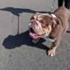 ENGLISH BULLDOG