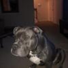 Looking for a loving family for my American Bully offer Deals