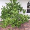 Kratom trees for sale 