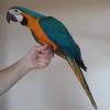 chucky Baby Blue And Gold Macaw Available 2148140362 offer Items Wanted