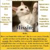 Lost Cat offer Community