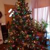 7' Noble Spruce Pre Lit Multi Color Tree offer Home and Furnitures
