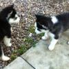 Free Seberian Husky Pups with papers, 1male, 1 female, good around kids & other animals