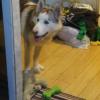 Sib/Malimute Husky offer Items For Sale
