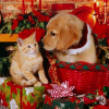 Animal Care and Holiday boarding offer Service Wanted