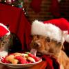 Animal Care and Holiday boarding