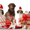 Animal Care and Holiday boarding