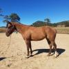 Beautiful quarter mare horse for sale