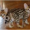 Healthy Savannah Kittens available for sale