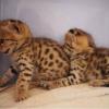 Savannah Kittens available offer Items For Sale