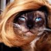DRAG QUEENS WITH CATS! offer Job