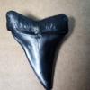 Rare Shark Tooth Fossil For Sale