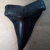 Rare Shark Tooth Fossil For Sale